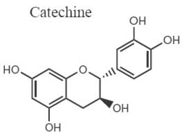 Catéchine