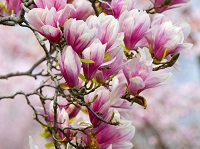 le-magnolia-dans-dr-farin