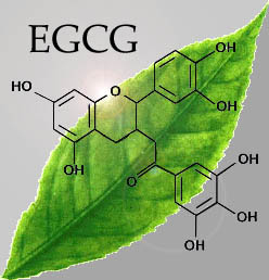 extrait de thé vert et EGCG