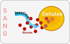 insuline-cellule